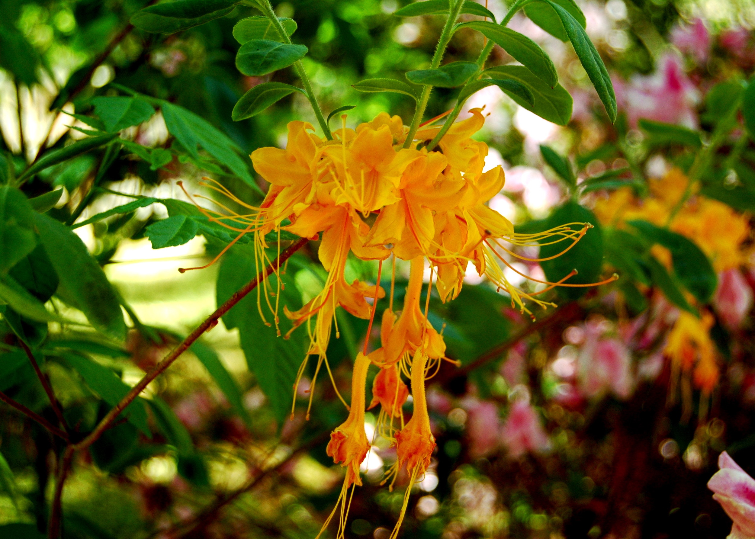 Azaleas, Nacogdoches, TX
