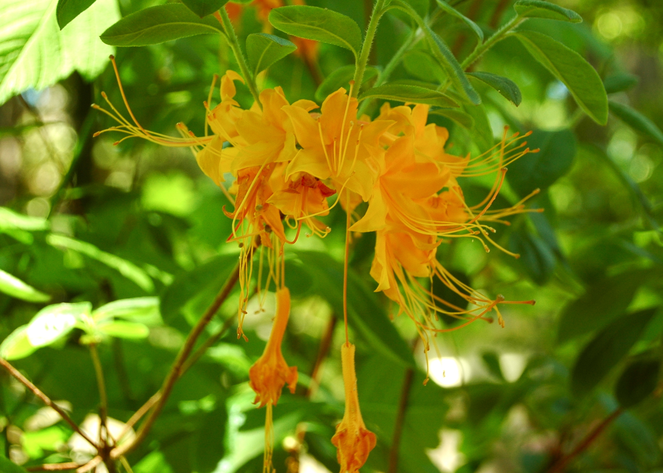 Azaleas, Nacogdoches, TX