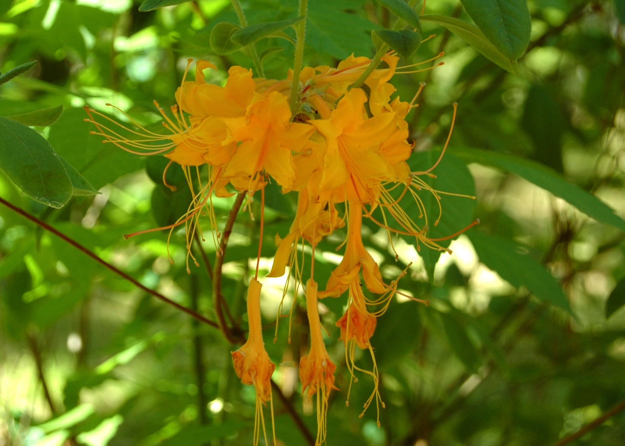 Azaleas, Nacogdoches, TX