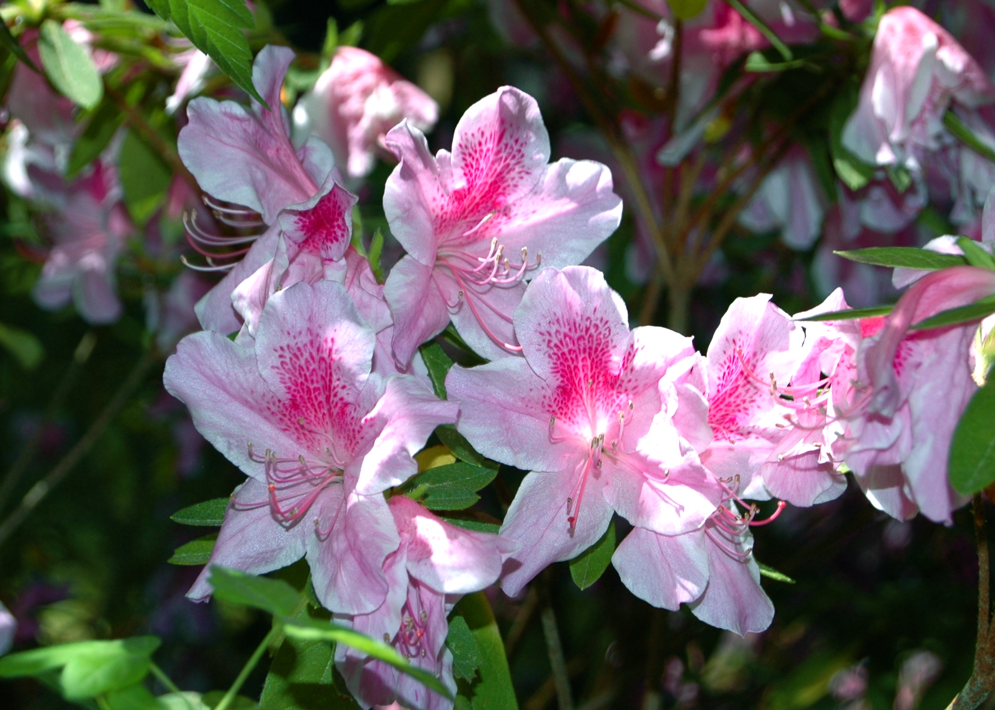 Azaleas, Nacogdoches, TX
