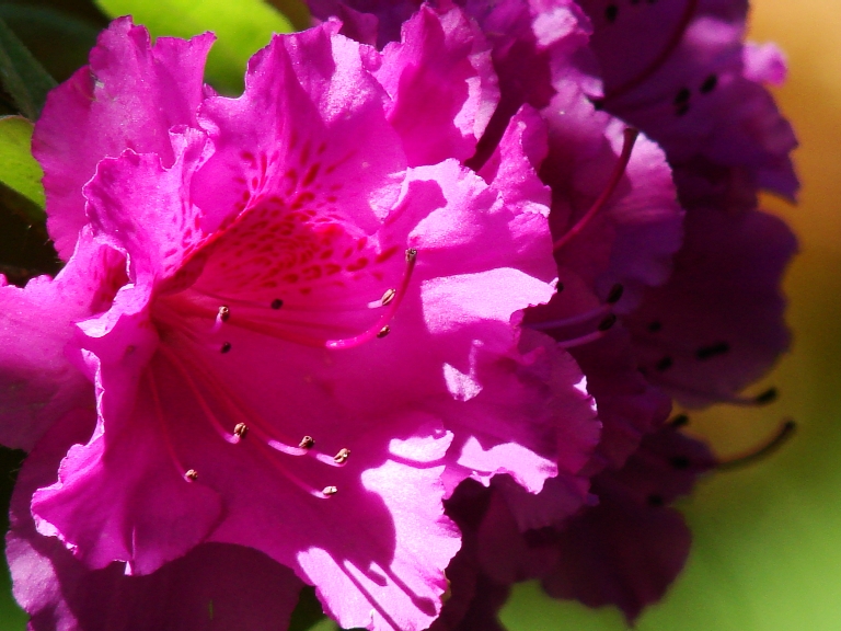 Azaleas