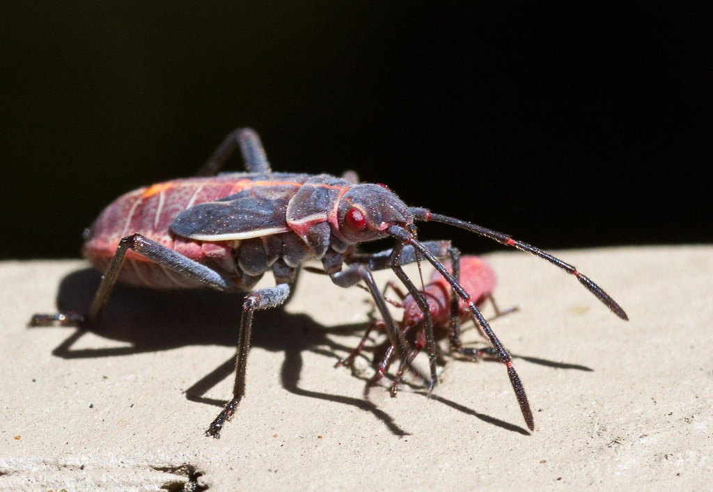 Baby Box Elder Bugs