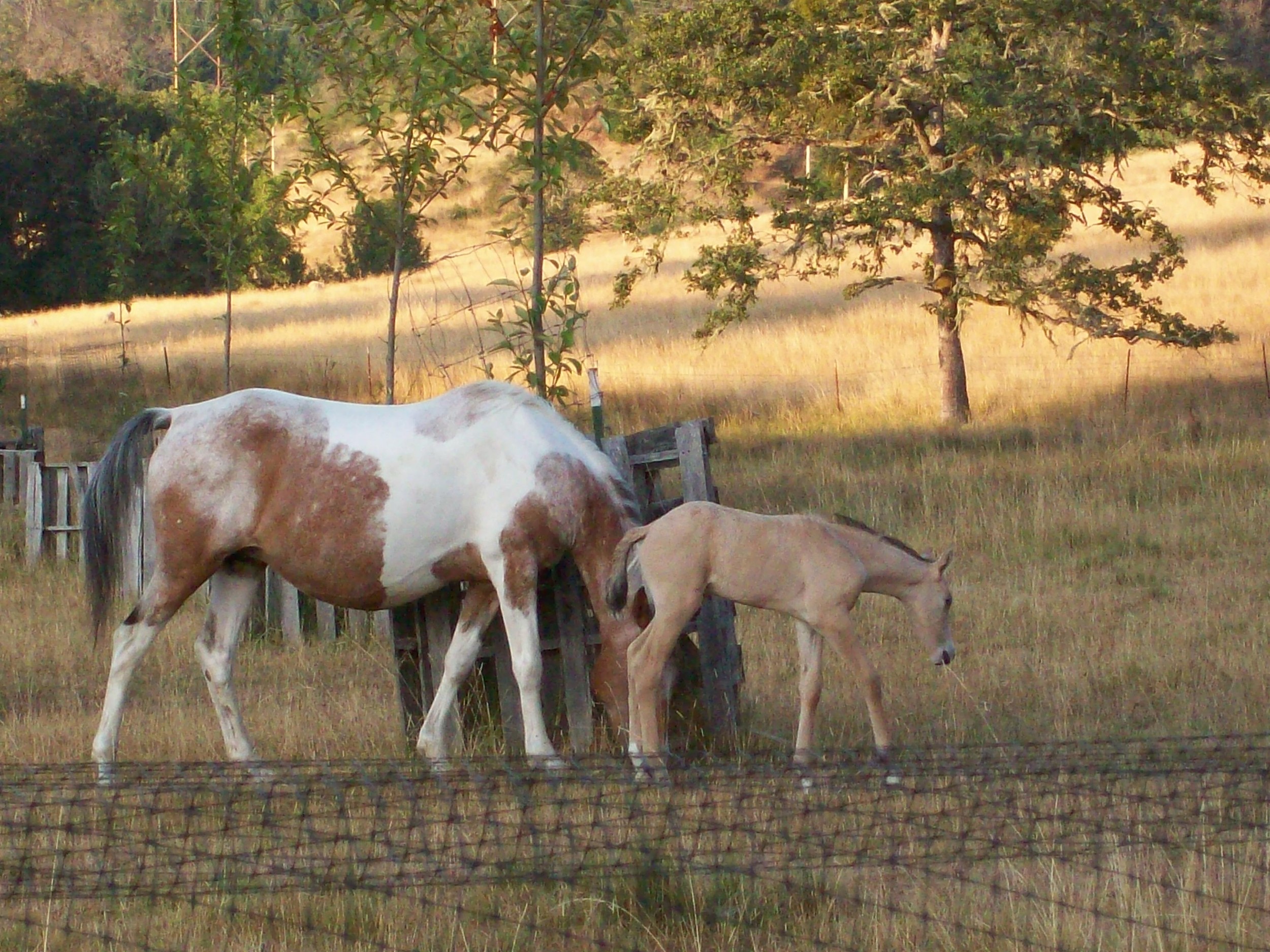 Baby Buckskin and mom