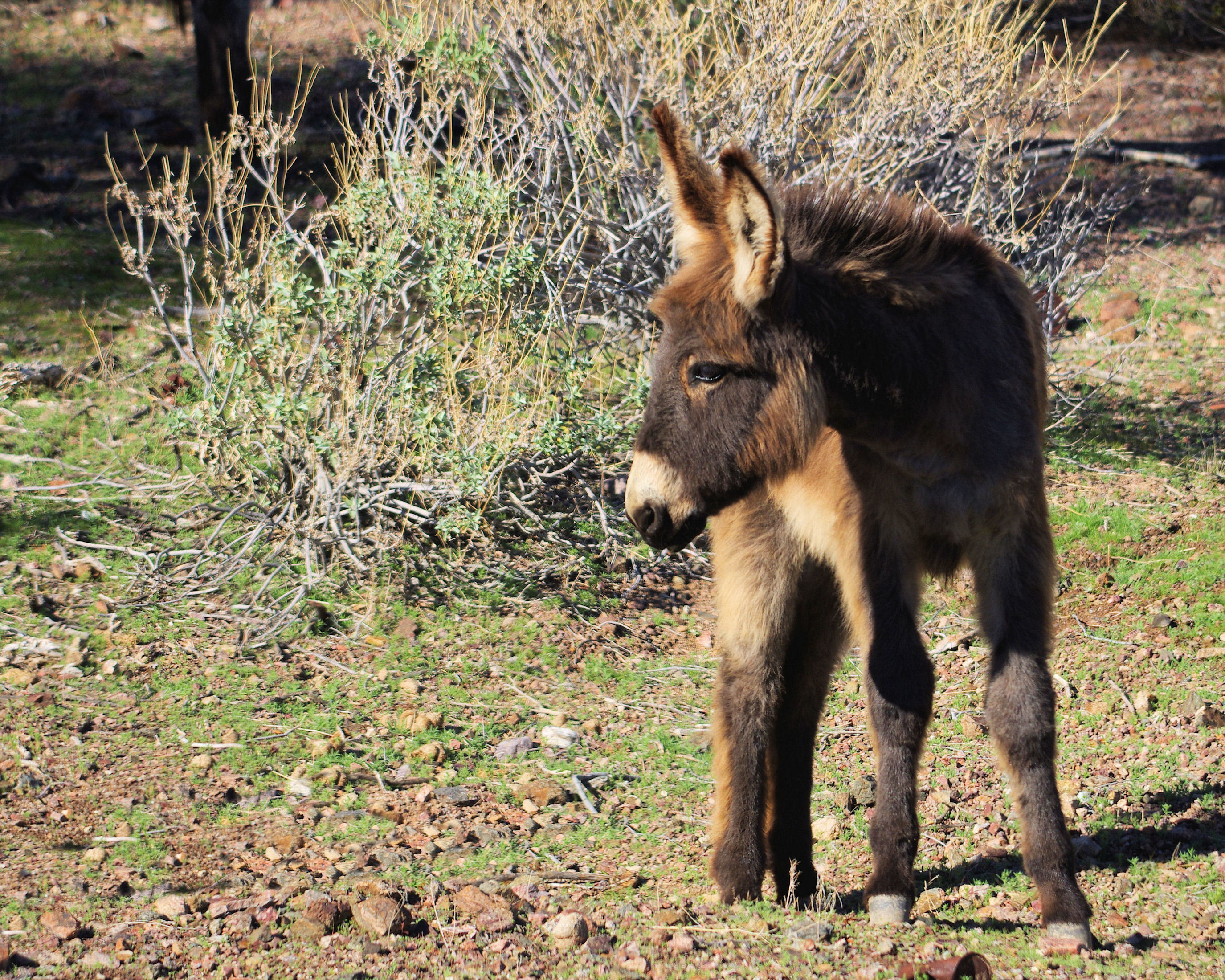 baby_burroweb