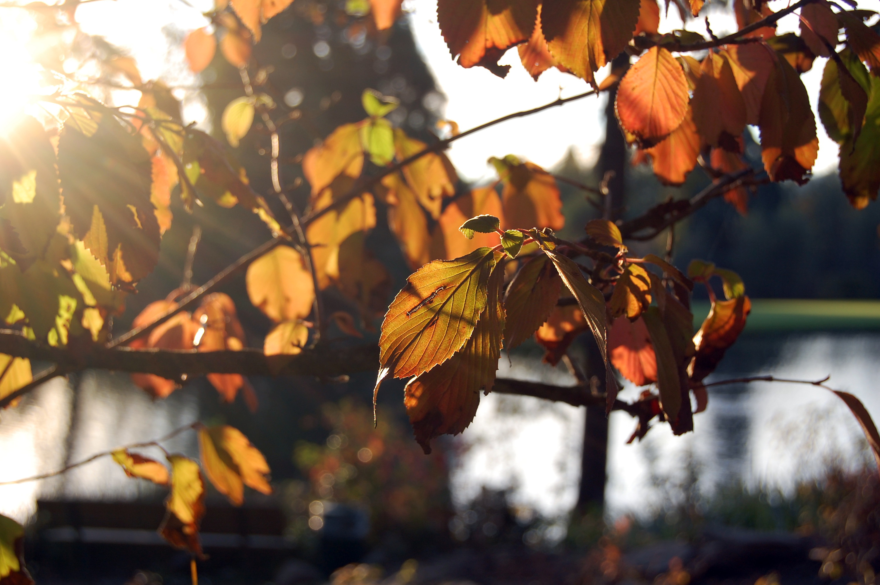 Backlight I