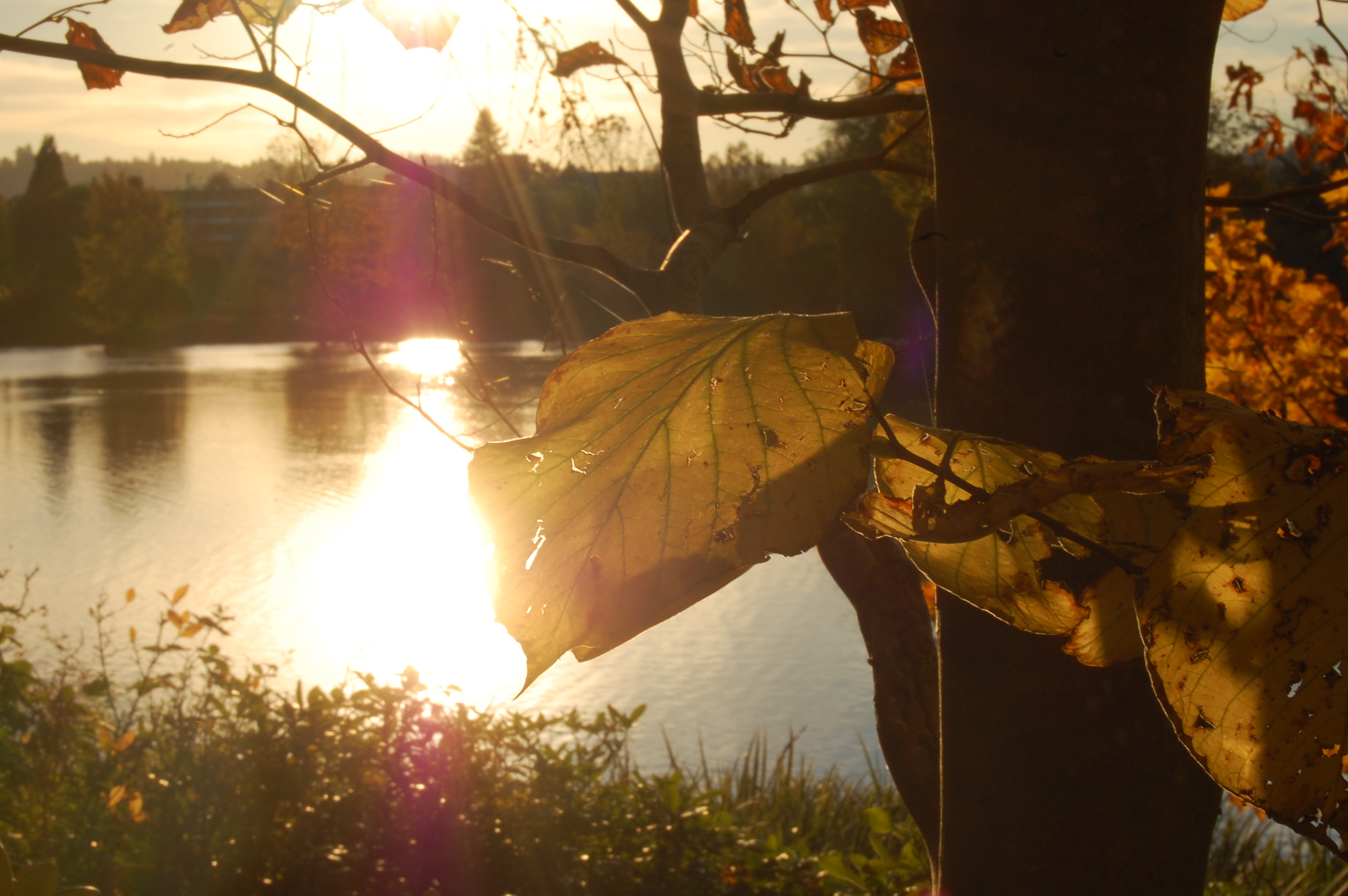 Backlight II