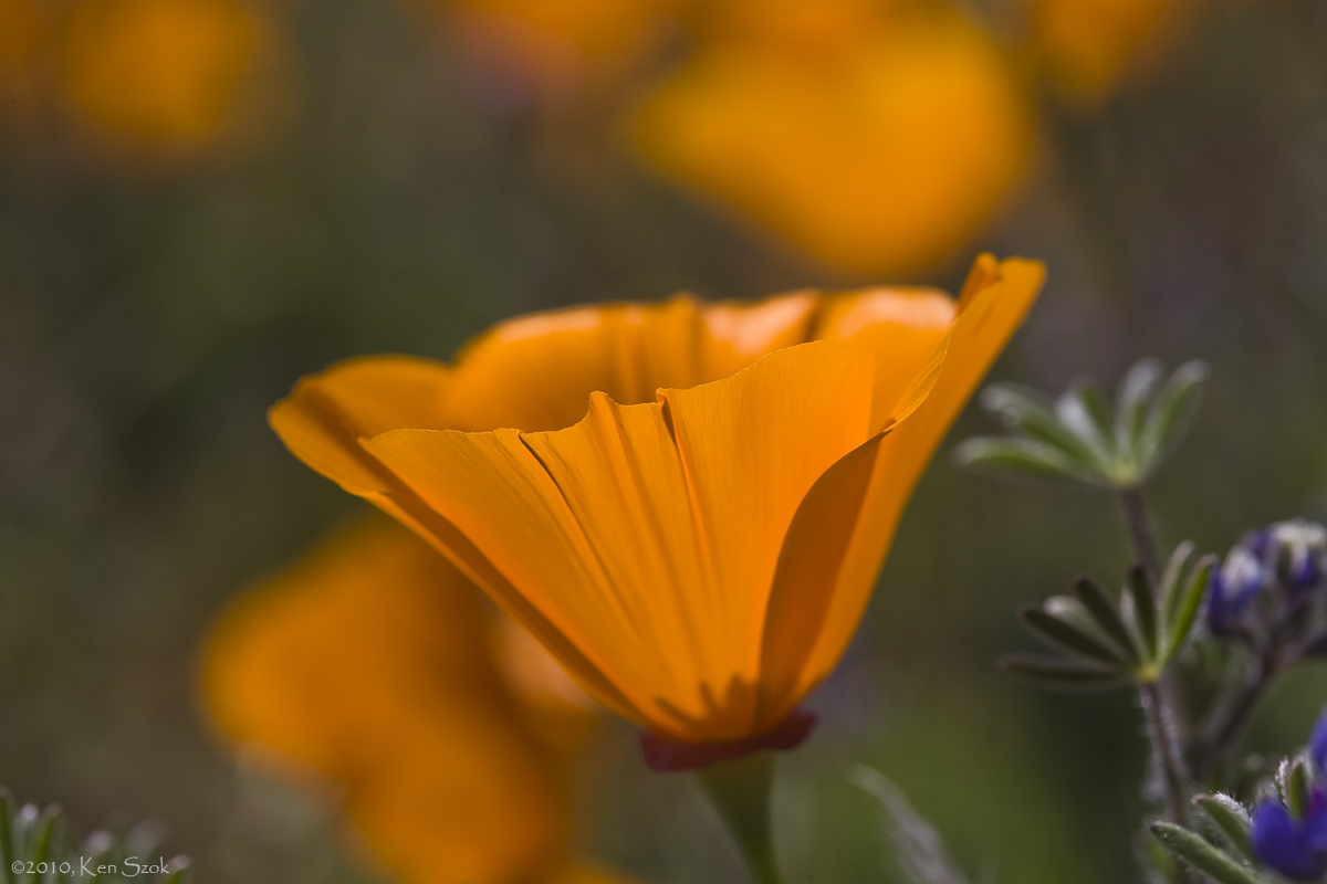 Backlit Golden Poppy