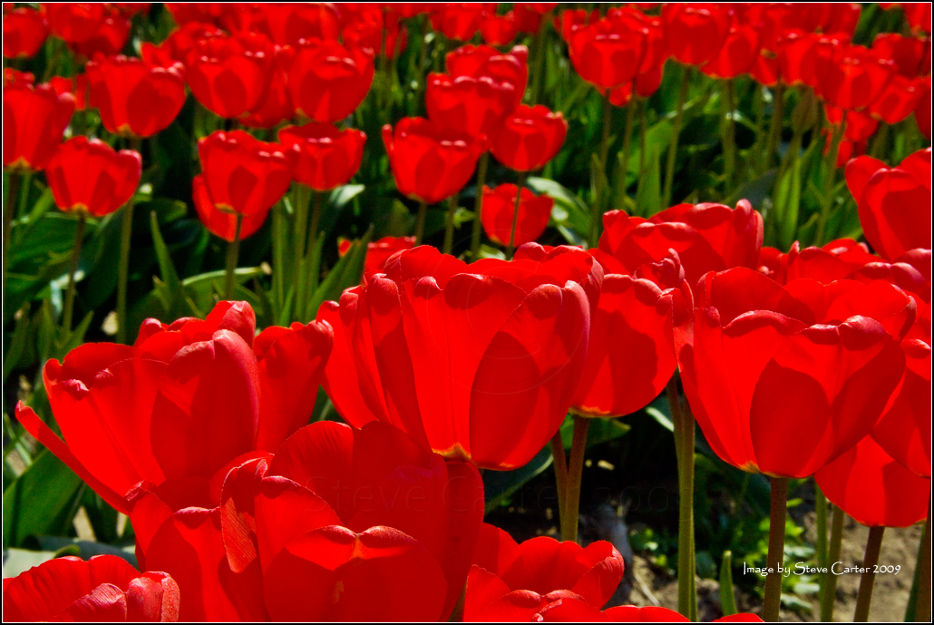 Backlit Tulips