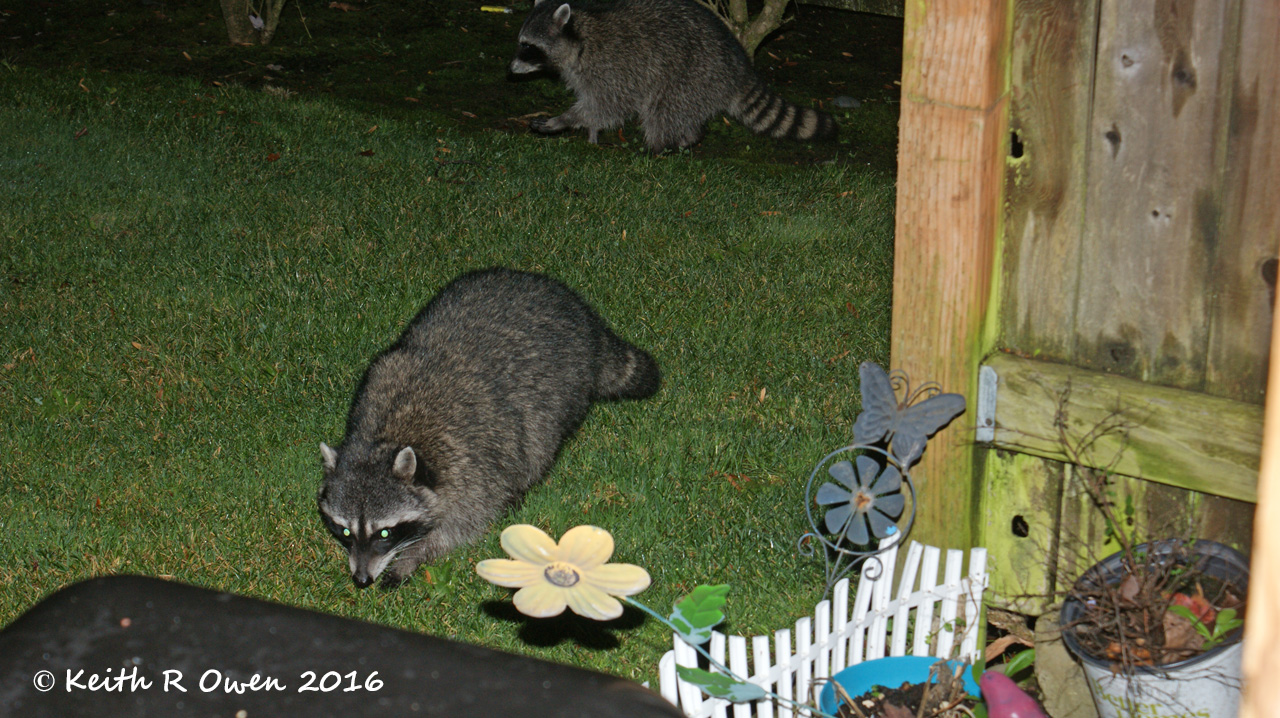 Backyard Bandit