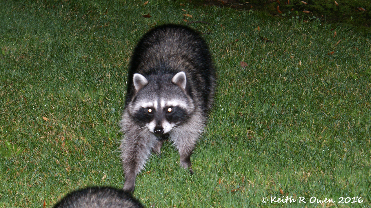 Backyard Bandit