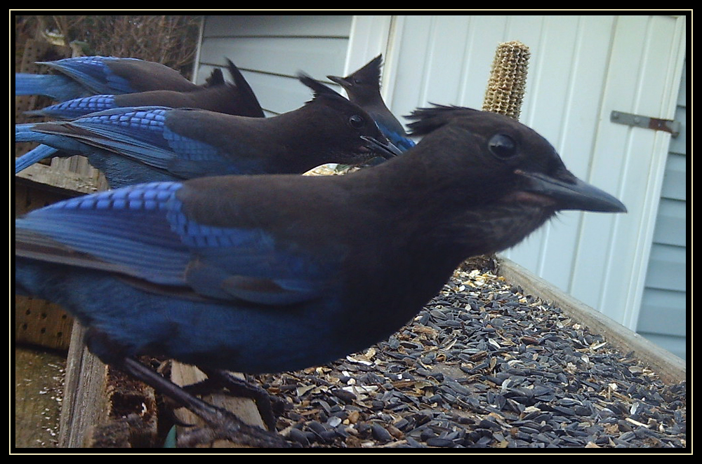 Backyard Birding