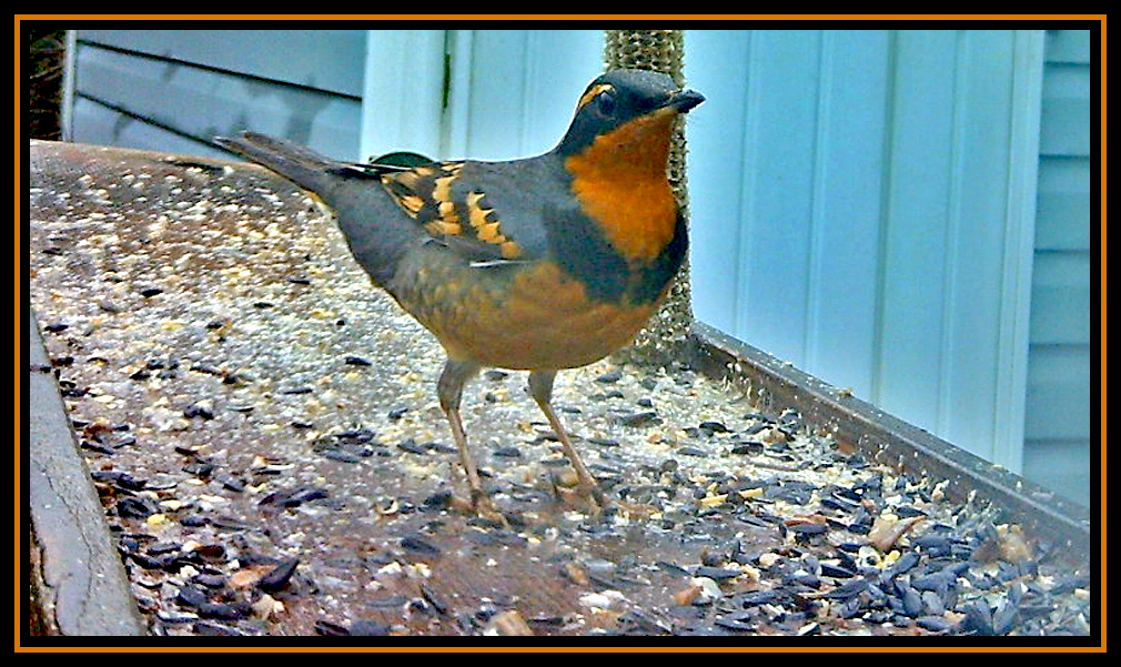 Backyard Birding