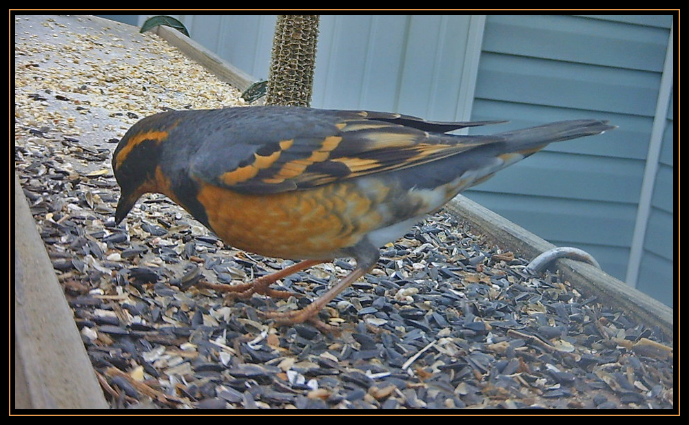 Backyard Birding