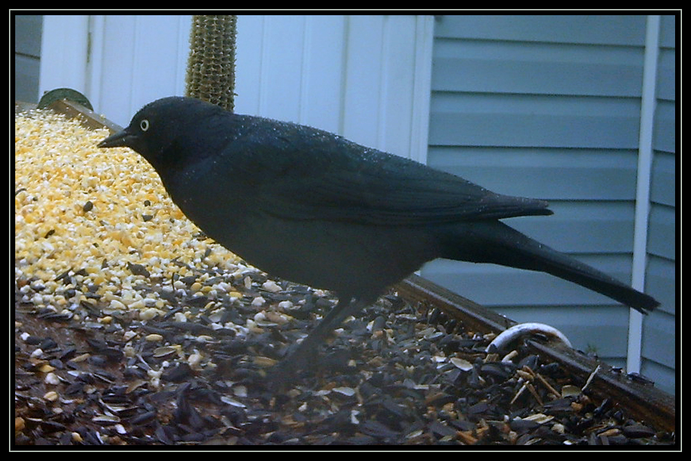 Backyard Birding