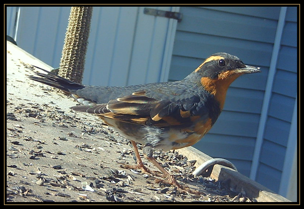 Backyard Birding