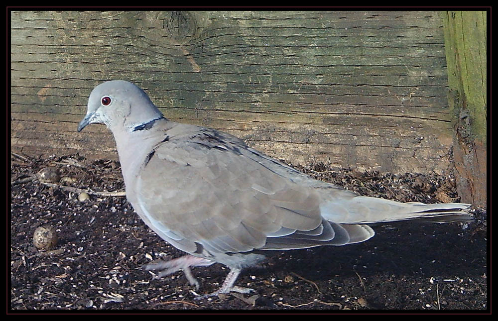 Backyard Birds