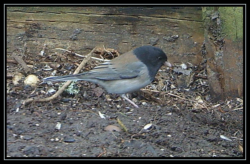 Backyard Birds