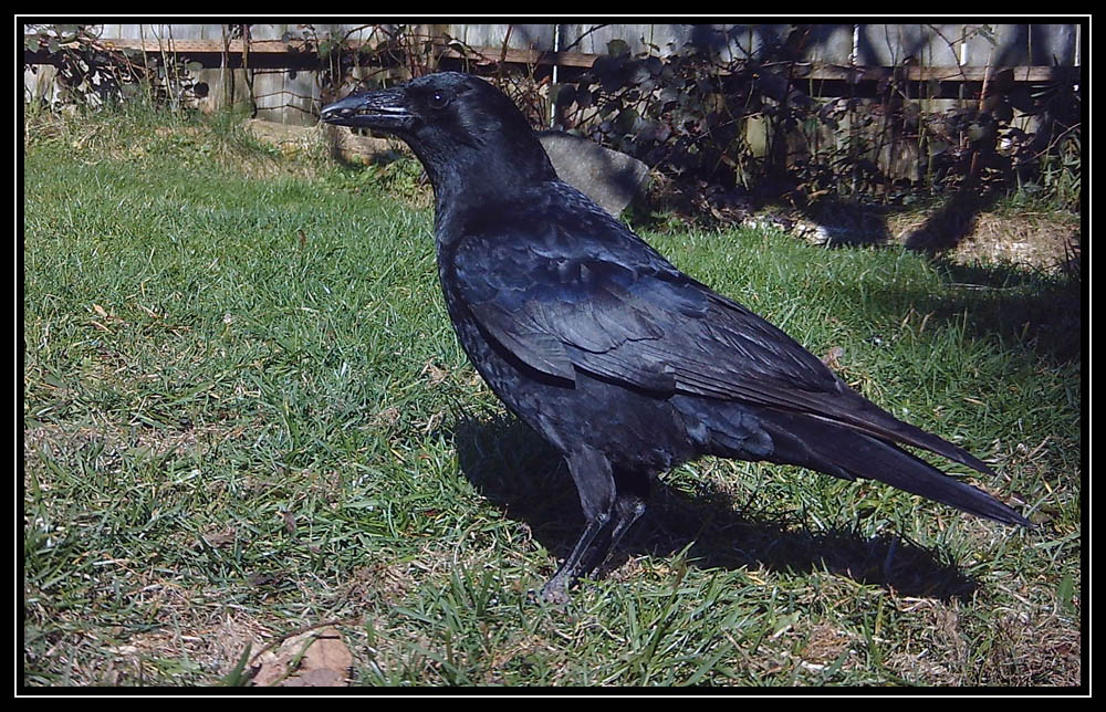 Backyard Birds
