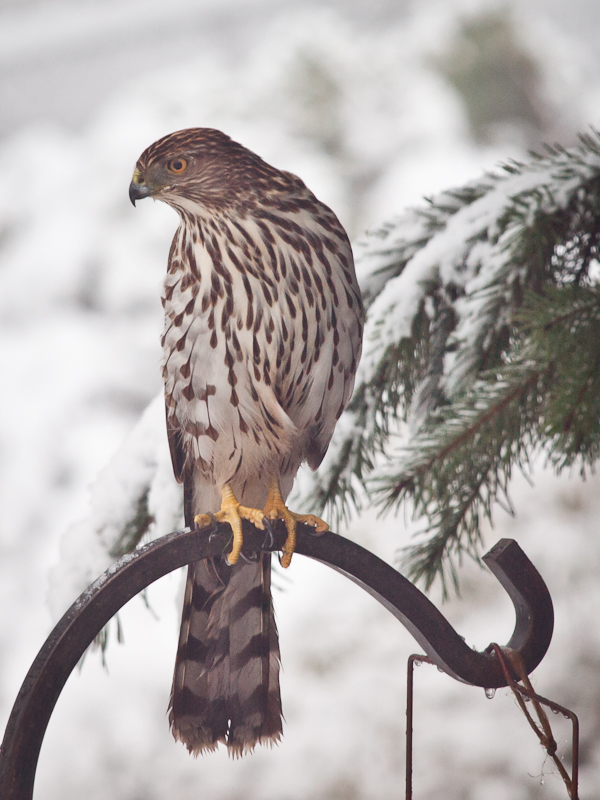 Backyard Visitor