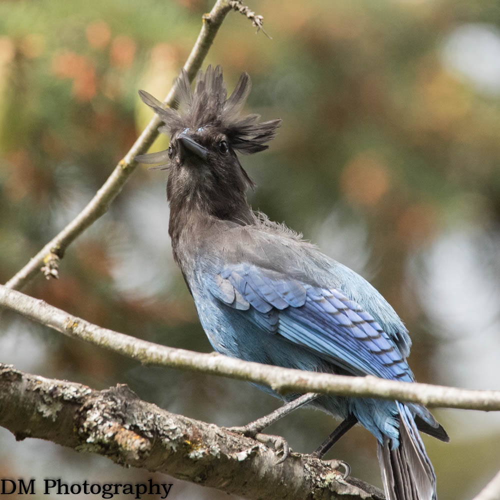 Bad feather day!