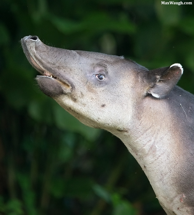 Baird's Tapir