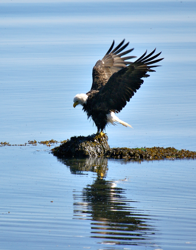 Bald Eagle after bath