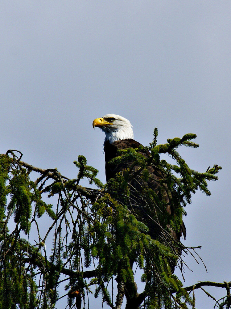 Bald Eagle at Chito
