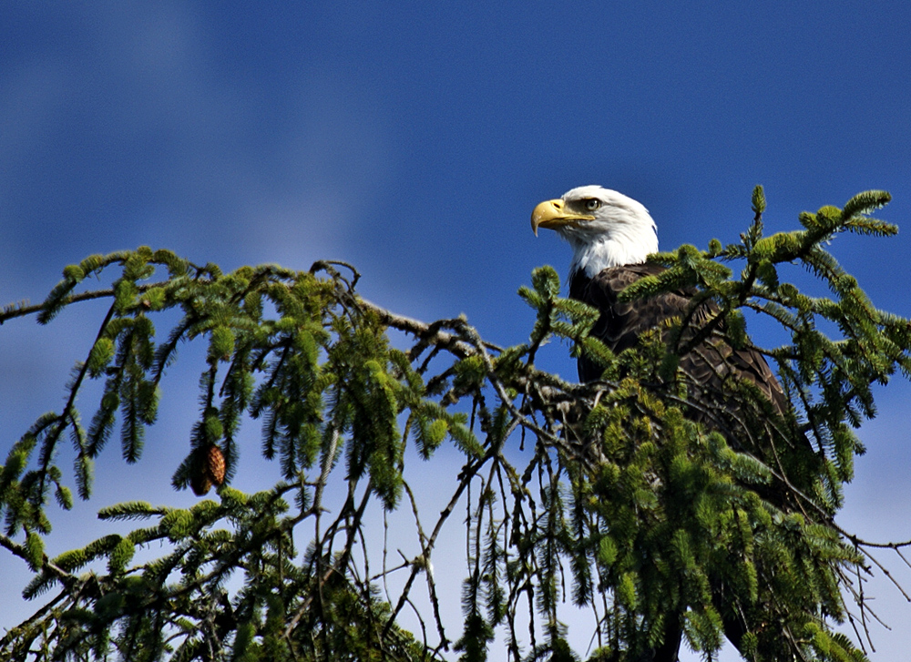 Bald Eagle at Chito