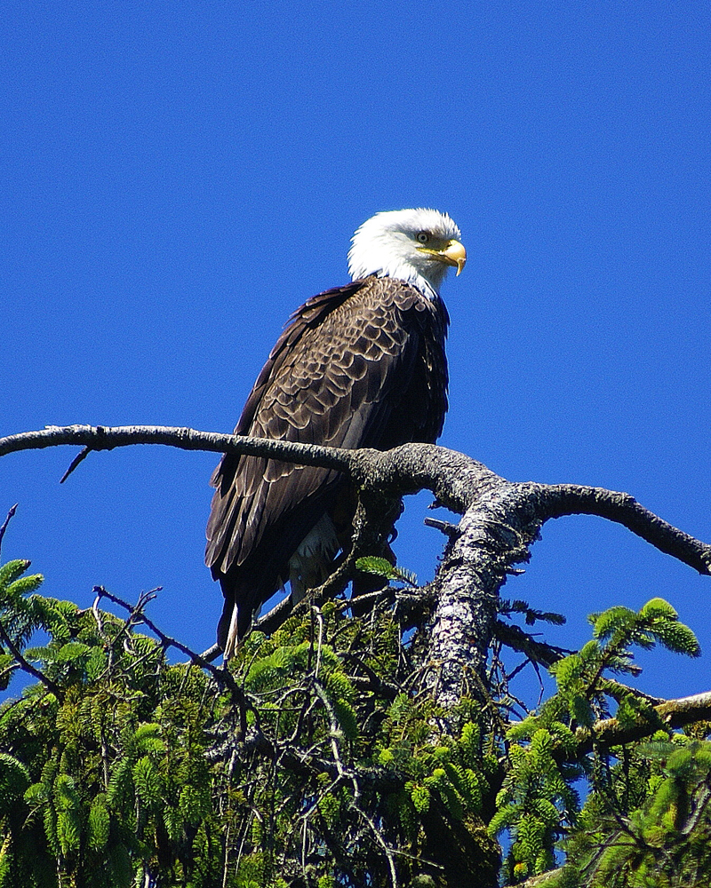 Bald Eagle at Ship wreck point
