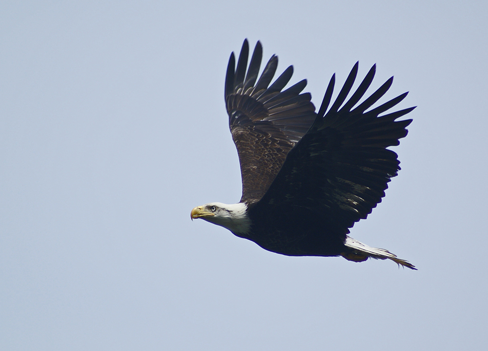 Bald eagle off the beach