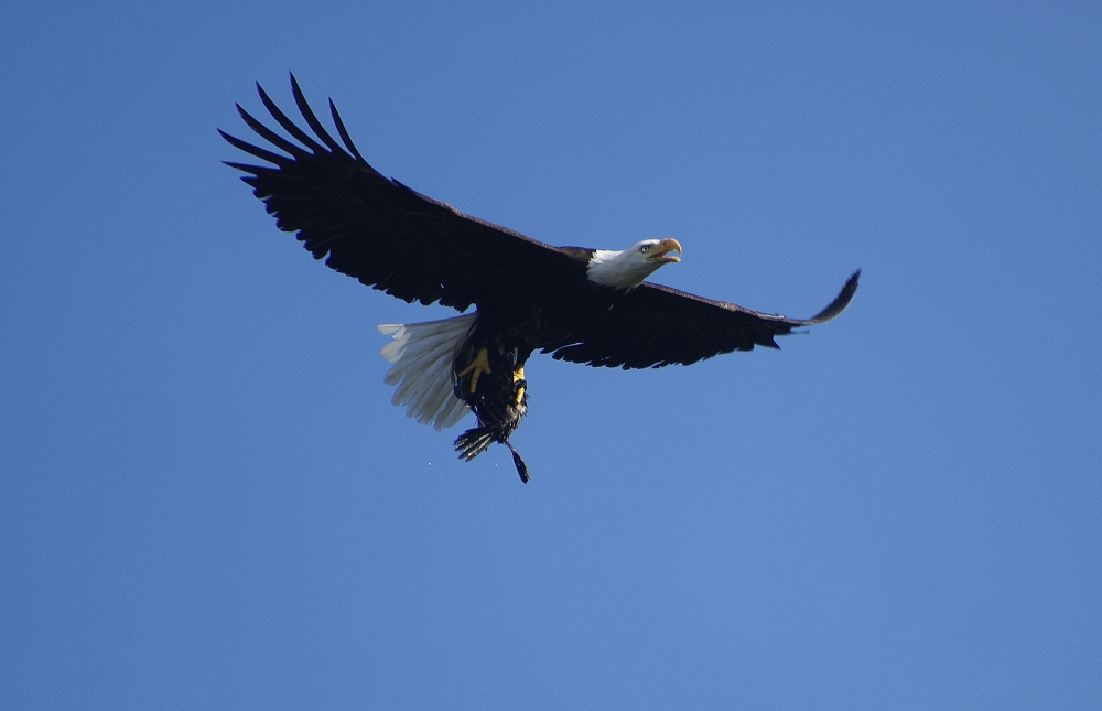 Bald eagle with cormorant in Talons