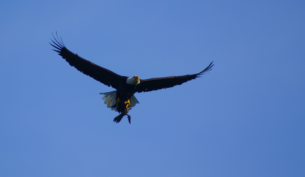 Bald eagle with cormorant in Talons