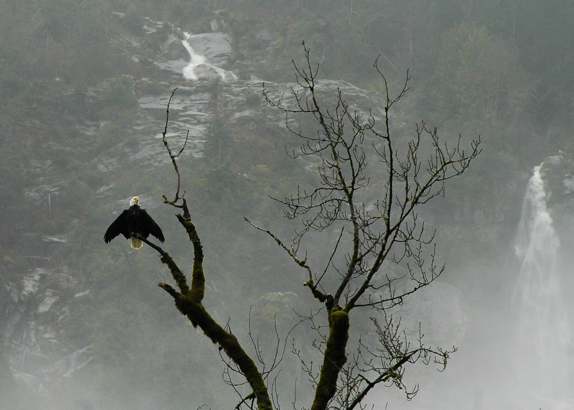 Bald eagle