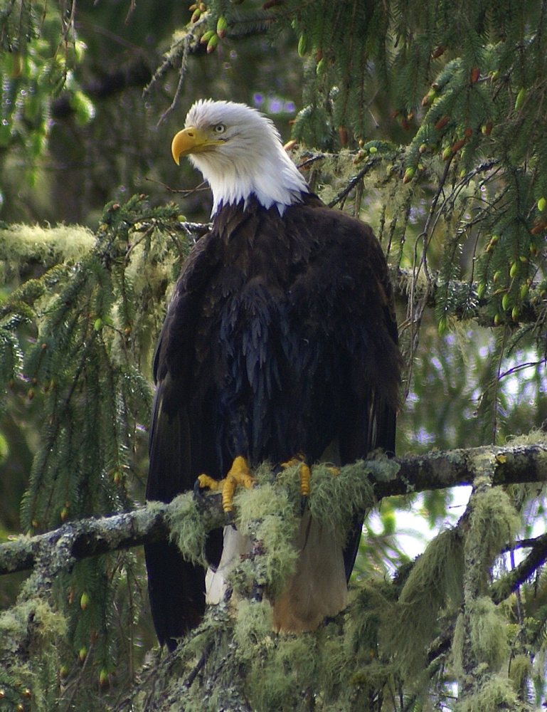 Bald Eagle