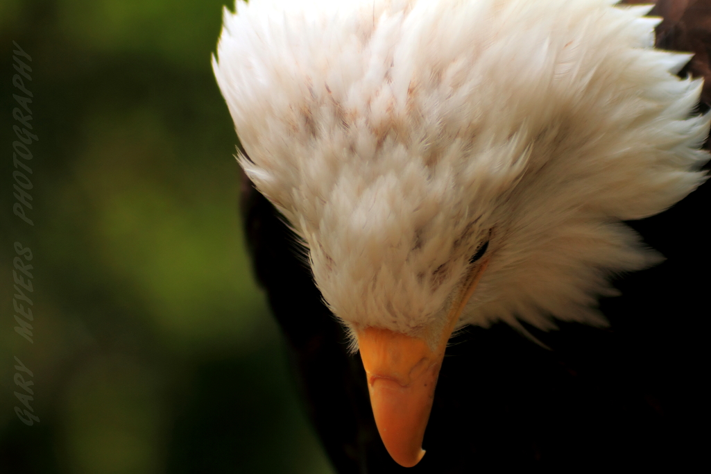 Bald eagle