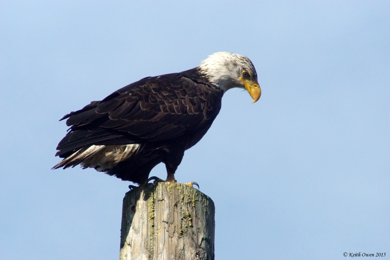 Bald Eagle
