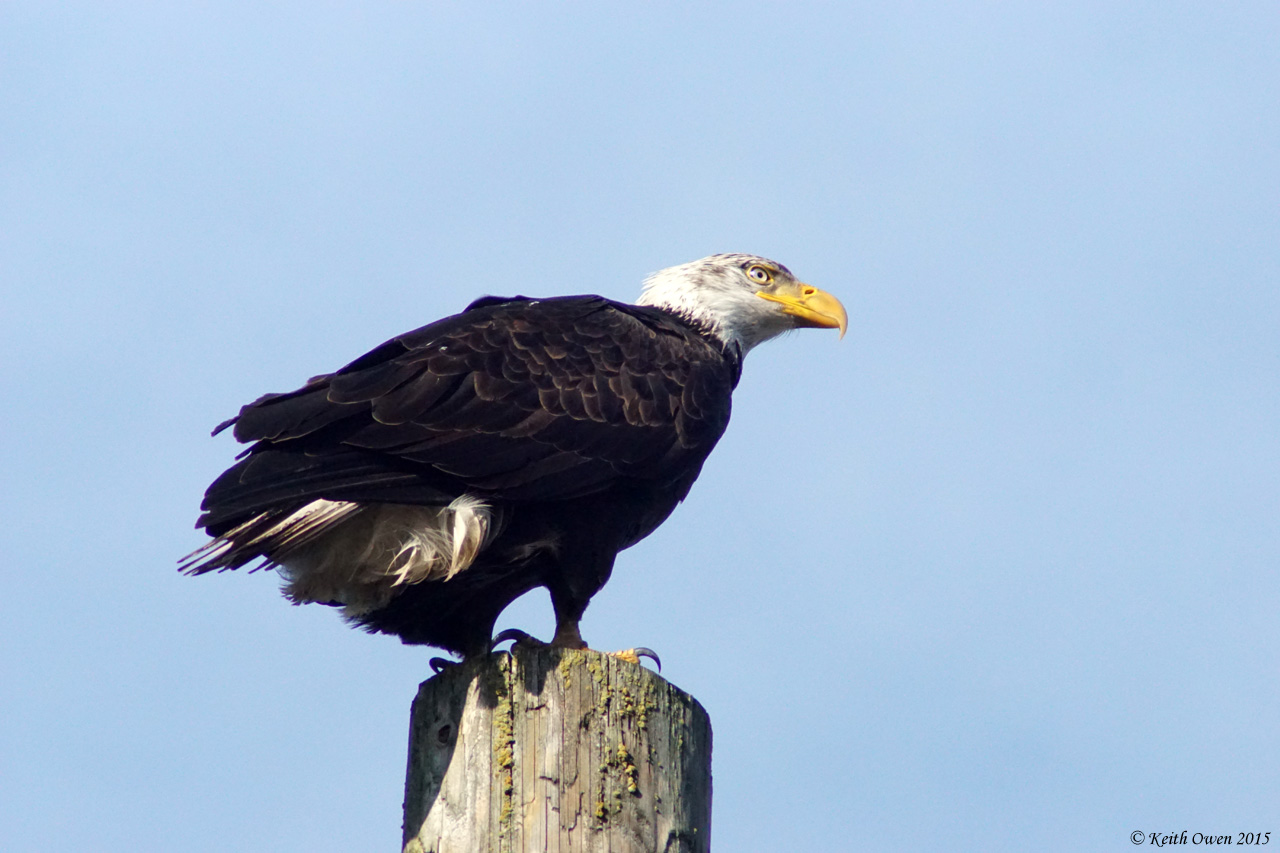 Bald Eagle