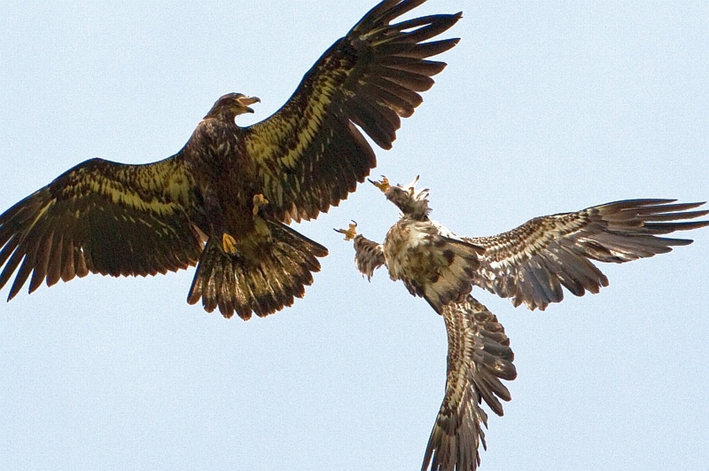 Bald Eagles