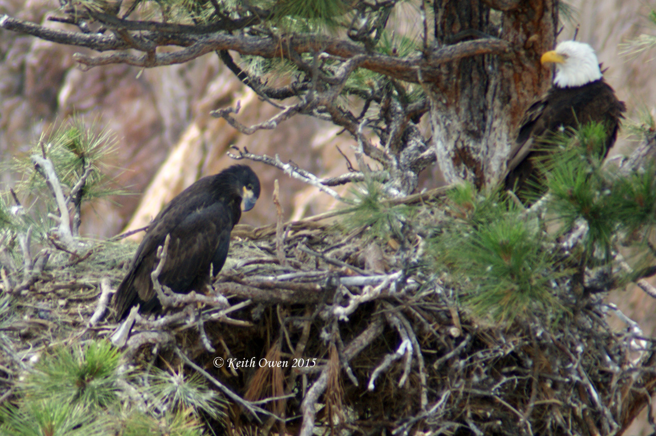 Bald Eagles
