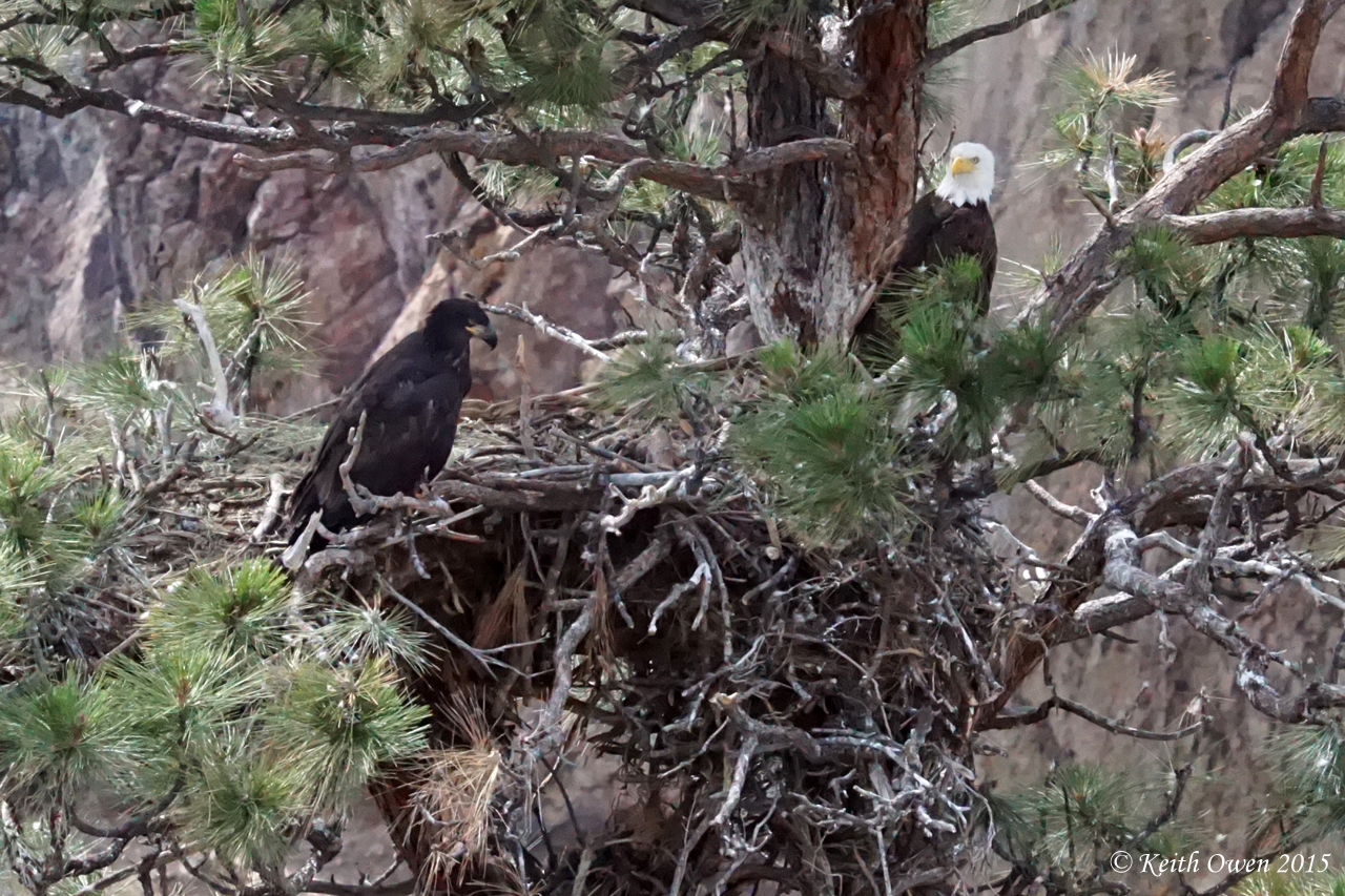 Bald Eagles