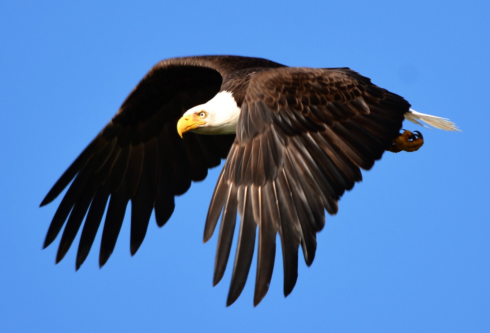 Bald Eagles