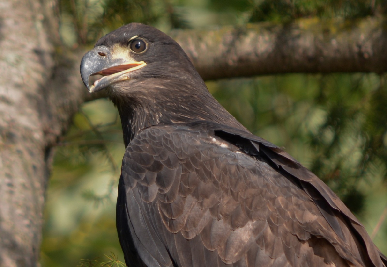 Bald Eagles
