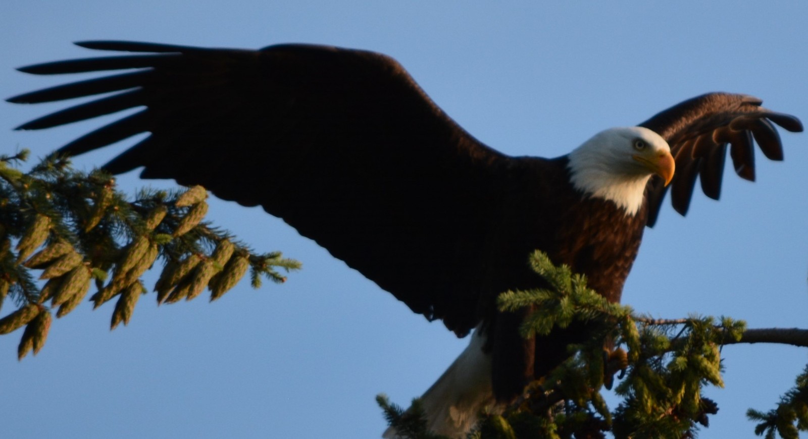 Bald Eagles