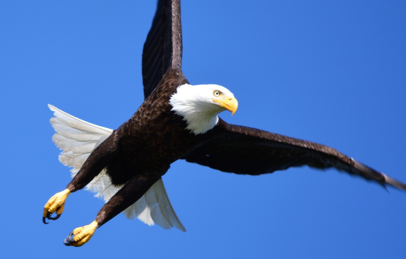 Bald Eagles