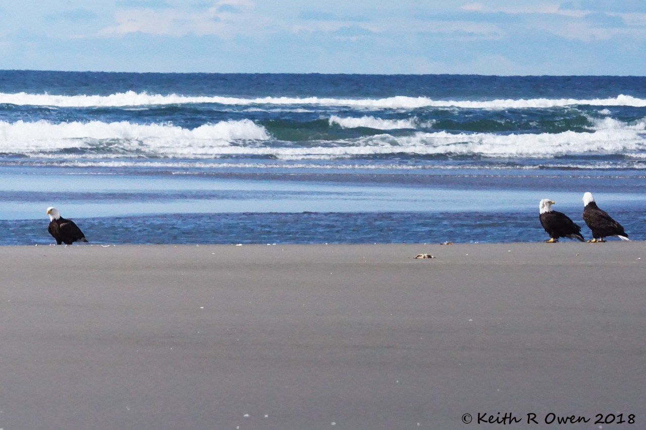 Bald Eagles