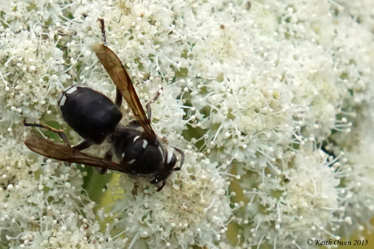 Bald Hornet
