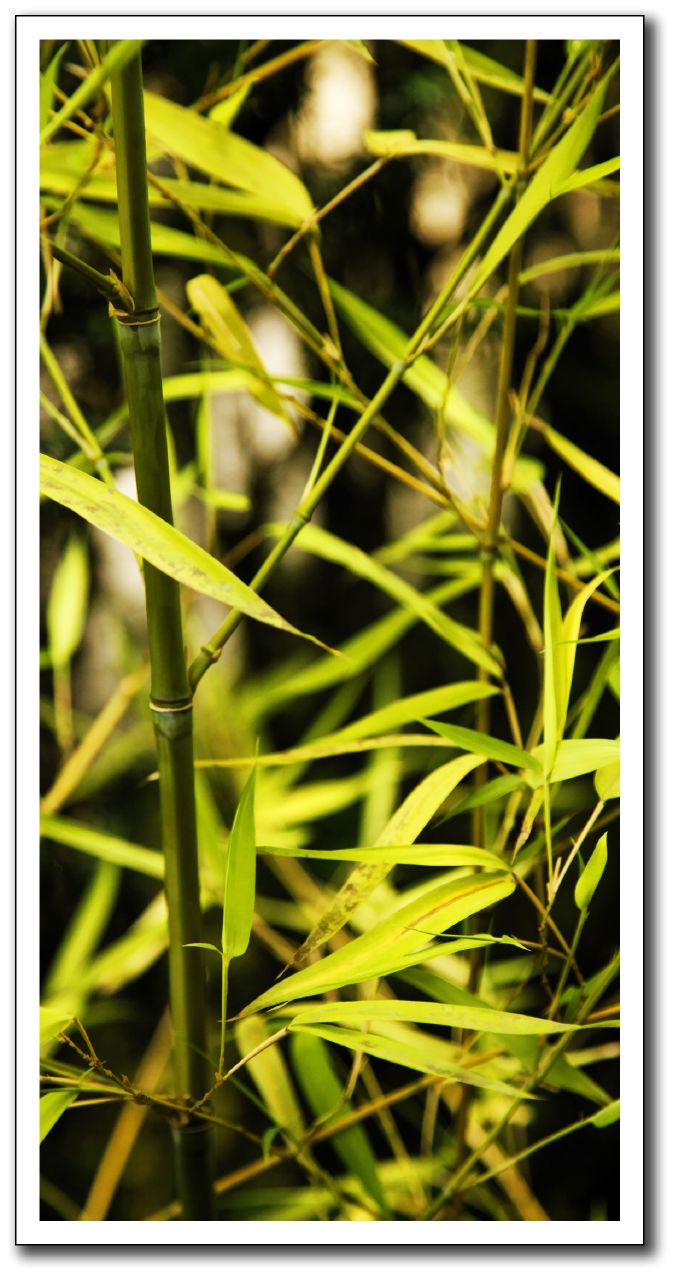 Bamboo in the Japanese Garden