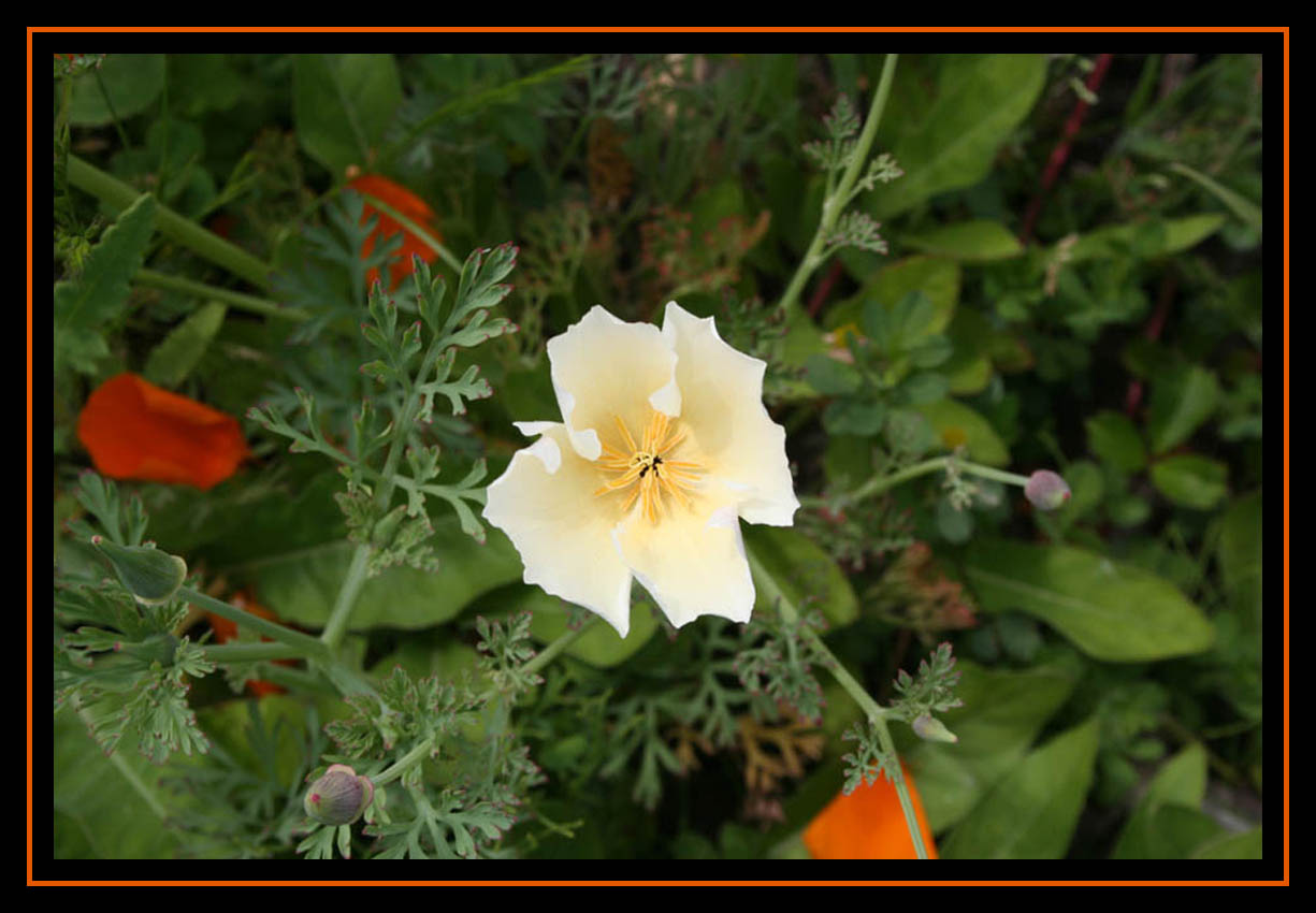 Barely Yellow