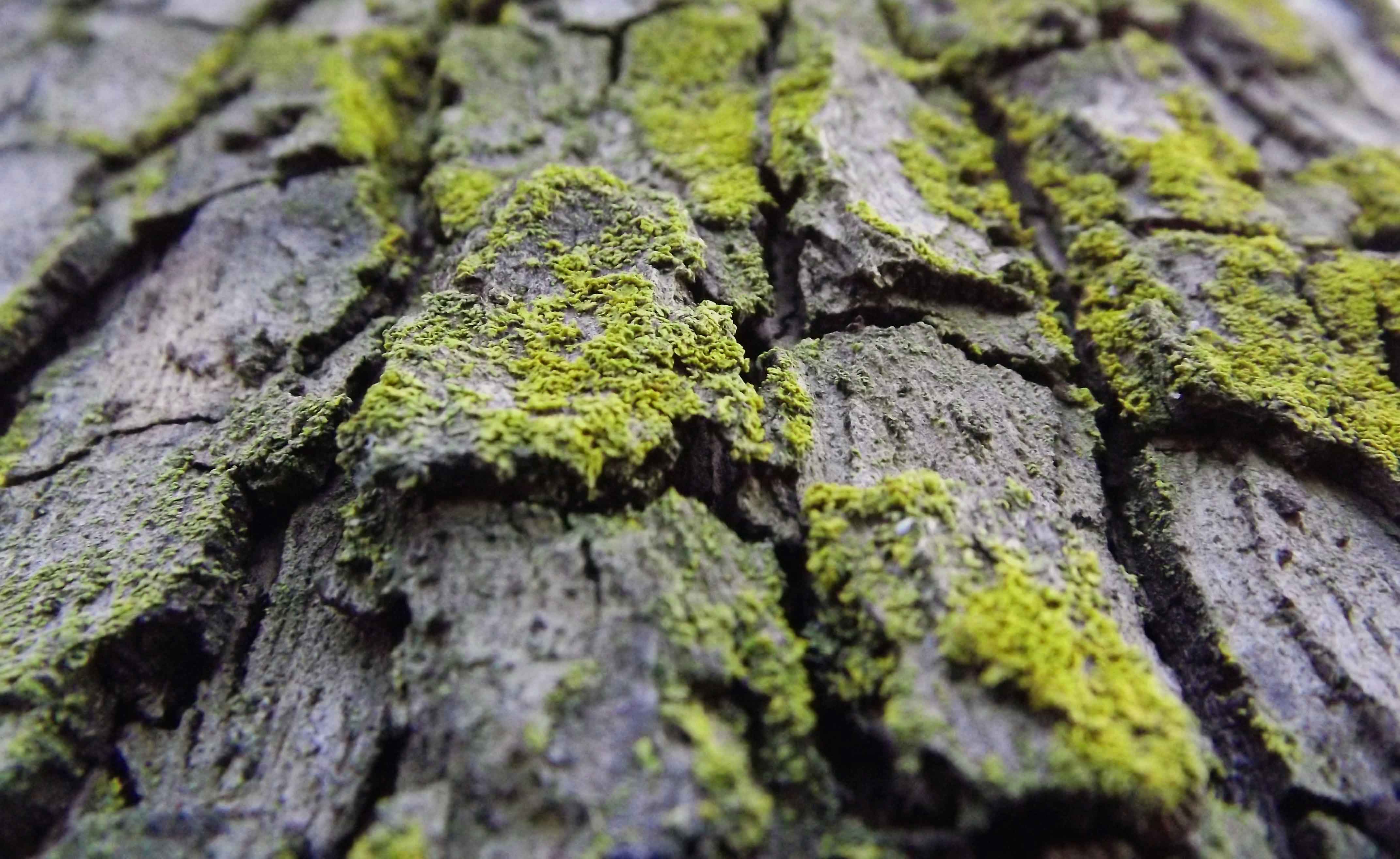 Bark