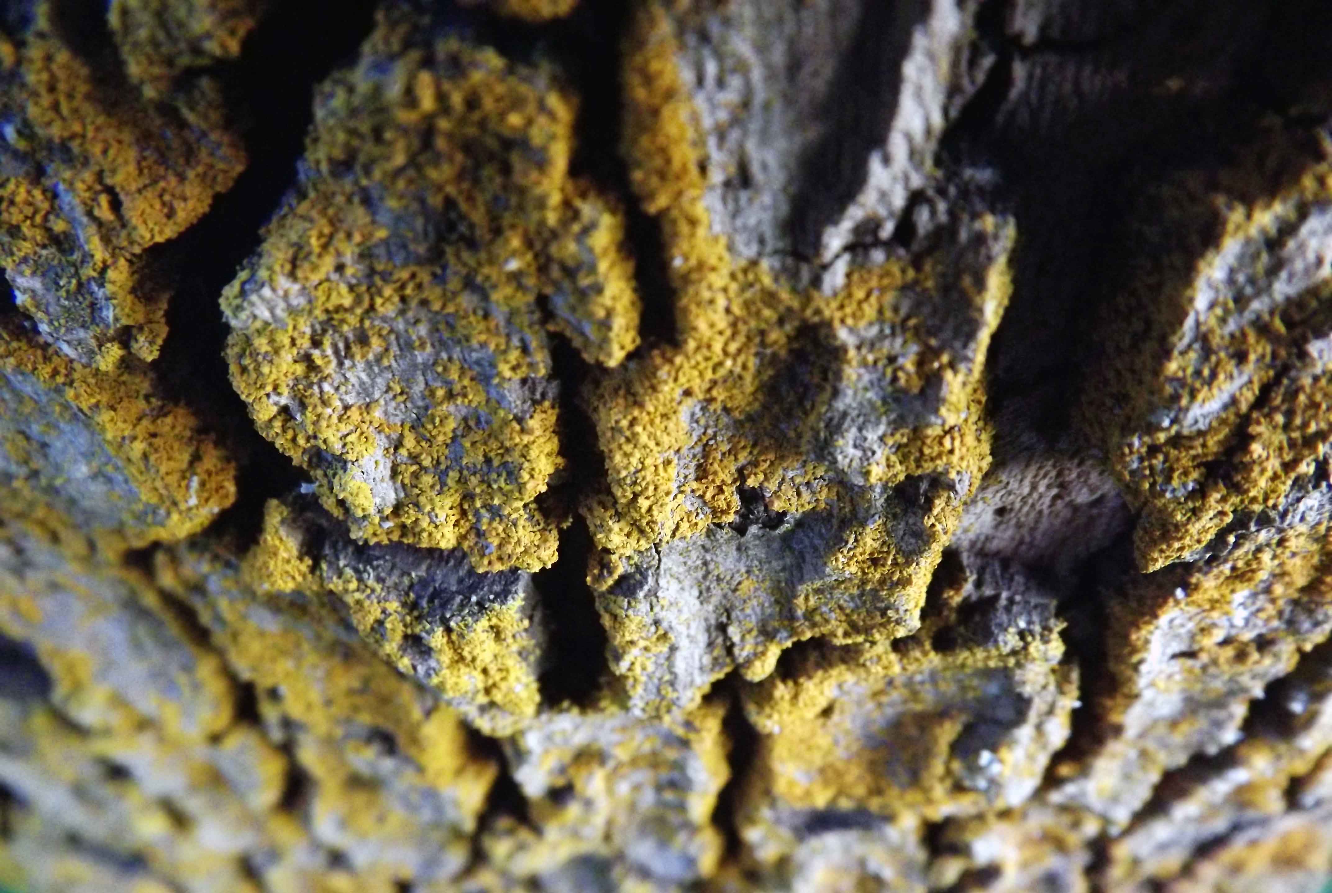 Bark